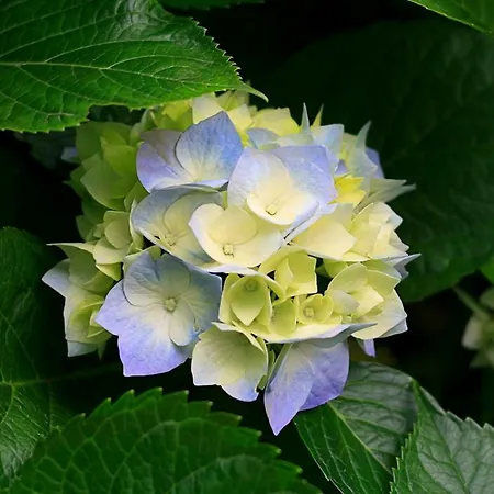 Istarska Hiza